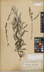 Foto von Salix repens subsp. rosmarinifolia (L.) Andersson